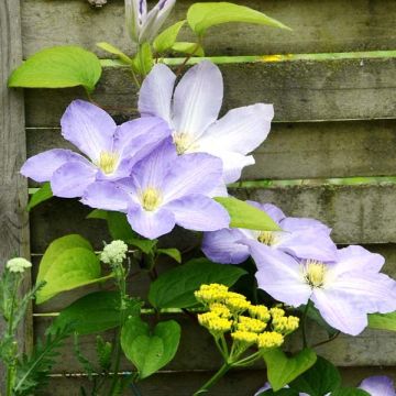 Clematis  Success Lavender