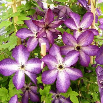 Clematis Venosa Violacea