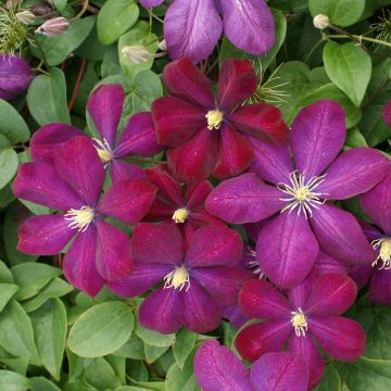 Clematis x viticella Voluceau