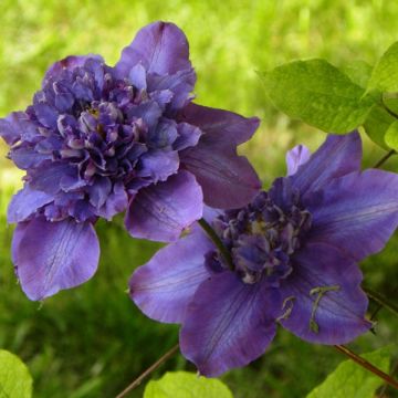 Clematis patens Vyvyan Pennell