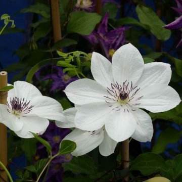 Clematis x patens White Pearl 