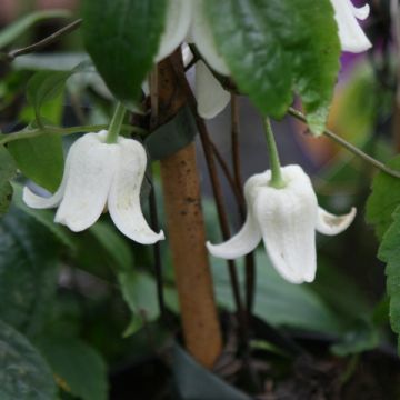 Clematis urophylla Winter Beauty