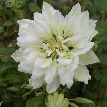 Clematis patens Yukiokoshi