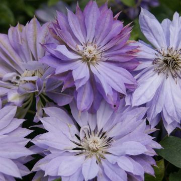 Clematis patens Teshio