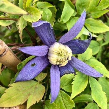 Clematis atragene alpina Blue Dancer