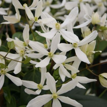 Clematis armandii Snowdrift - Evergreen Clematis