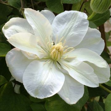 Clematis patens Guernsey Cream