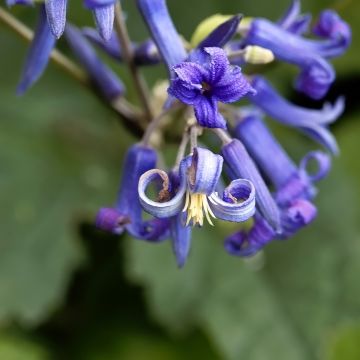 Clematis heracleifolia China Purple