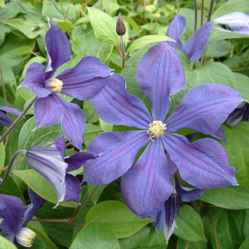 Clematis x durandii