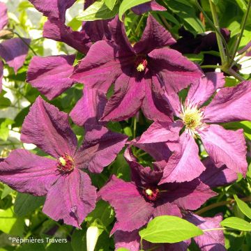 Clematis viticella Polish Spirit