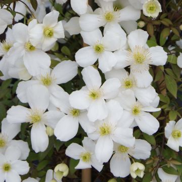 Clematis Spring Joy