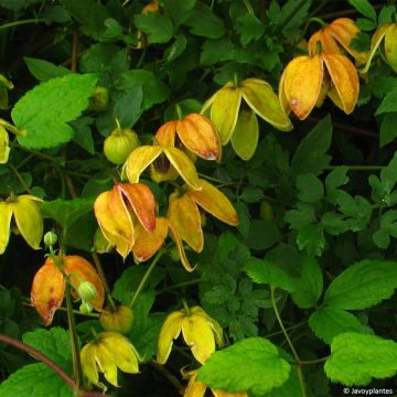 Clématite orientale - Clematis tangutica Red Ballon