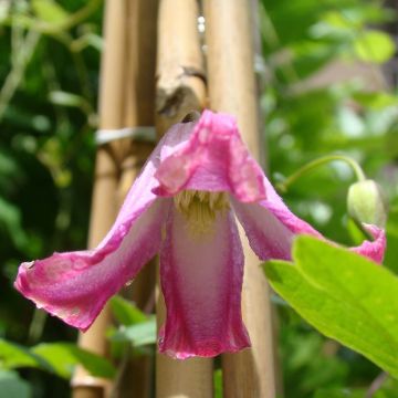 Clematis x texensis Odoriba