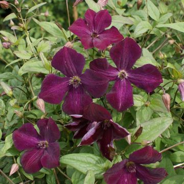 Clematis viticella Royal Velours