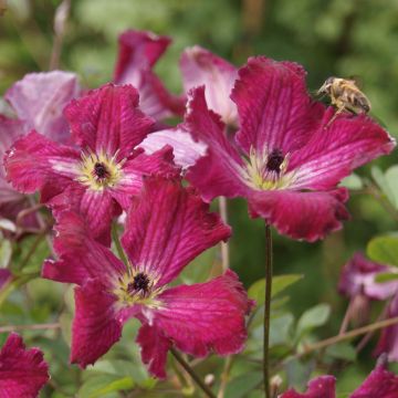 Clematis viticella 'Rubra'