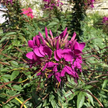 Cleome hassleriana Sparkler 2.0 Purple - Spider flower