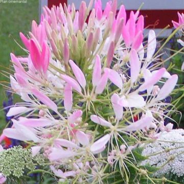 Cleome Sparkler Blush