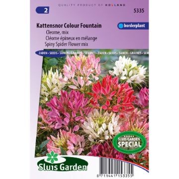 Cleome spinosa Colour Fountain Mix Seeds - Spider plant