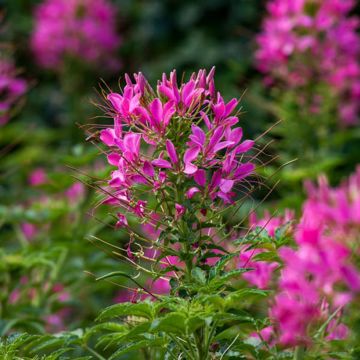 Cleome hassleriana Sparkler 2.0 Rose - Spider flower