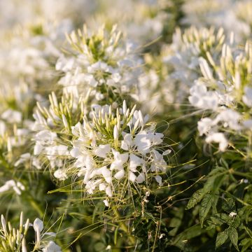 Cleome hassleriana Sparkler 2.0 White - Spider flower