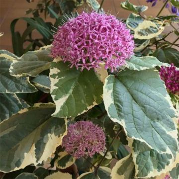 Clerodendrum bungei Pink Diamond