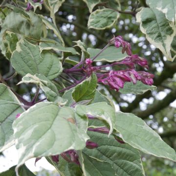 Clerodendrum trichotomum Variegatum