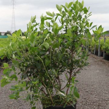 Clethra alnifolia Vanilla Spice