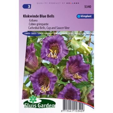 Cobea scandens Violet Blue Bells Seeds