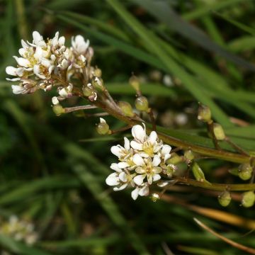 Cochlearia officinalis 