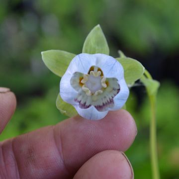 Codonopsis clematidea