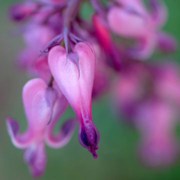 Dicentra Candy Hearts