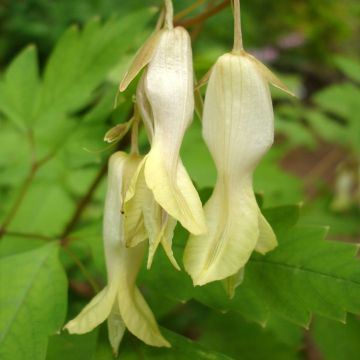 Dicentra macrantha