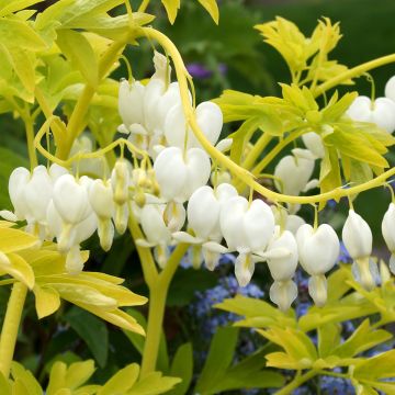 Dicentra spectabilis White Gold