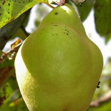 Organic Quince Champion - Cydonia oblonga