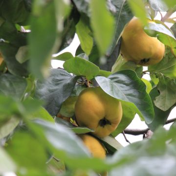 Organic Quince Portugal - Cydonia oblonga