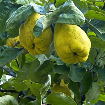 Common Quince - Cydonia oblonga