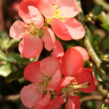 Chaenomeles superba Colour Trail - Flowering Quince