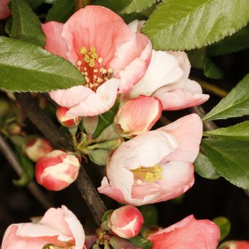 Chaenomeles speciosa Flocon Rose - Flowering Quince