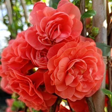 Chaenomeles speciosa Orange Storm - Flowering Quince