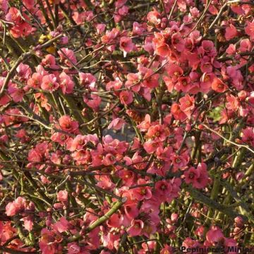 Chaenomeles spathulifolium Eximia - Flowering Quince