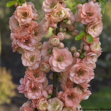 Chaenomeles superba Cameo - Flowering Quince