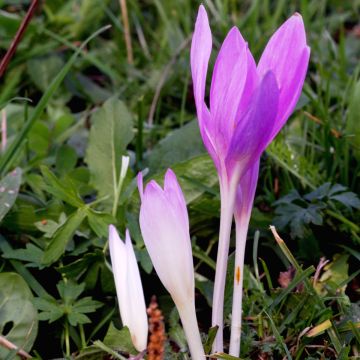 Colchicum autumnale Pannonicum