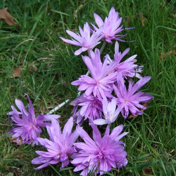 Colchicum autumnale Pleniflorum