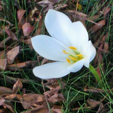 Colchicum speciosum Album - Autumn crocus