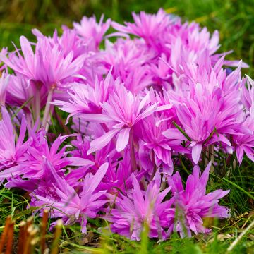 Colchicum automnale Waterlily