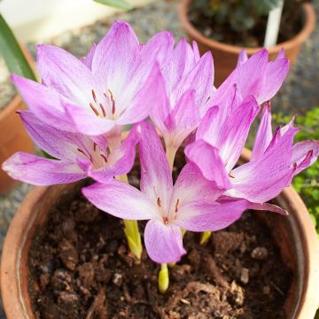 Colchicum Autumn Queen - Autumn crocus