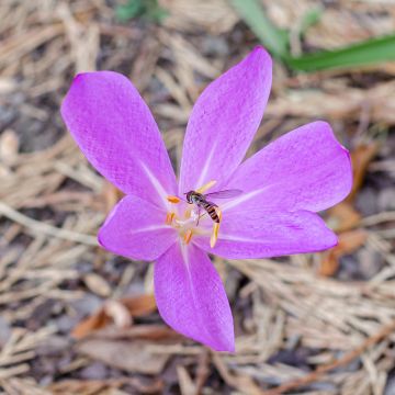 Colchicum Lilac Wonder