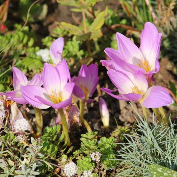 Colchicum speciosum