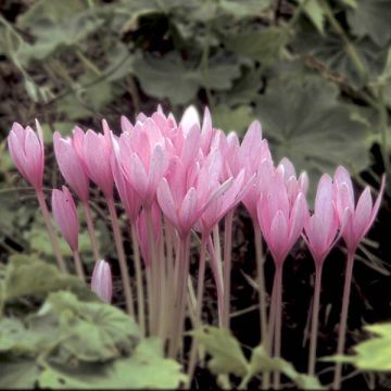 Colchicum Autumnale Major - Autumn crocus