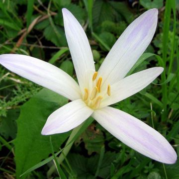 Colchicum autumnale Album - Autumn crocus